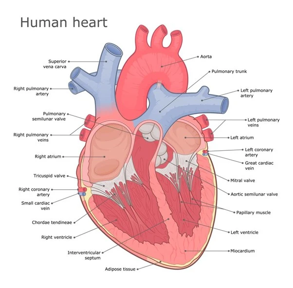 Human Heart