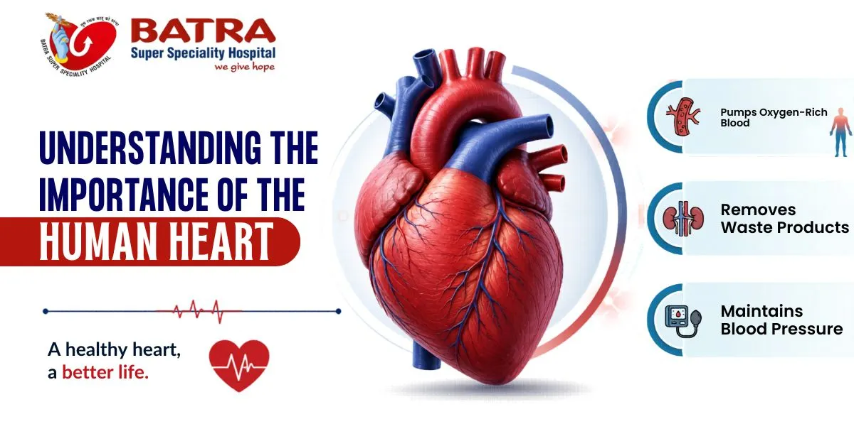 Understanding the Importance of the Human Heart